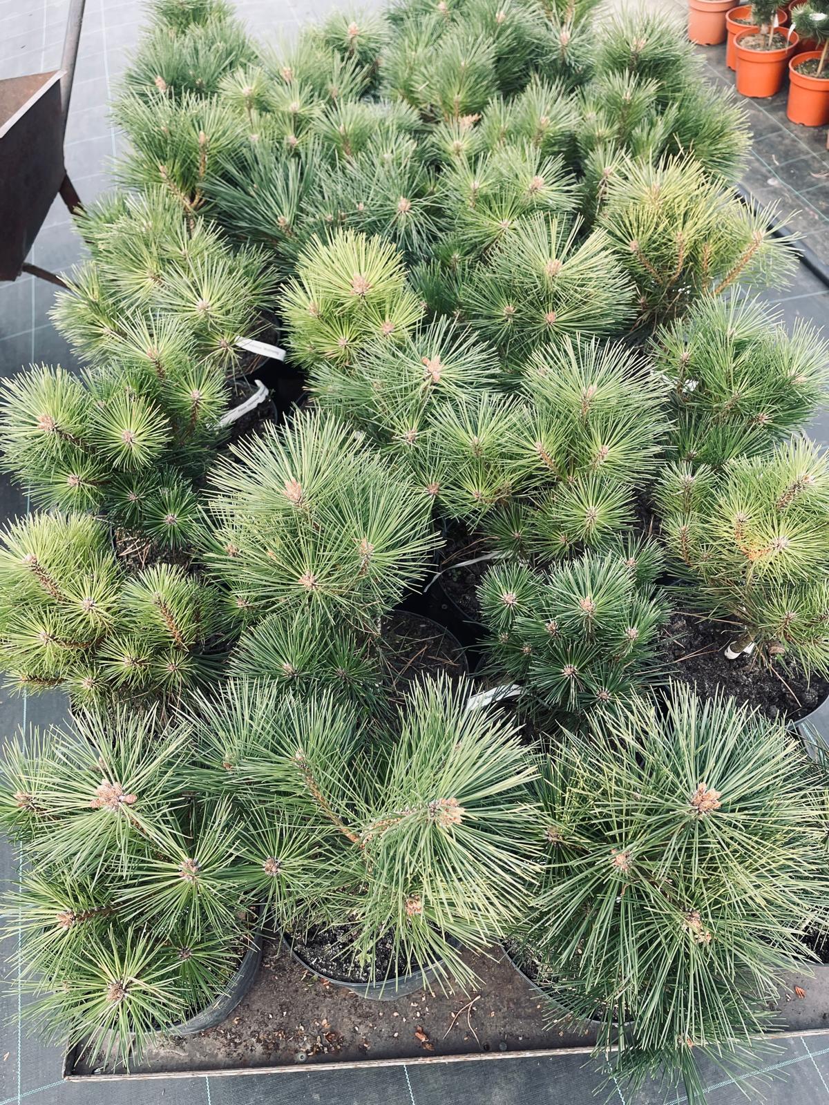 plant029 - Szkółka Ula Milczanowska